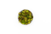 Rotala Wallichii Aquatic Farmer Tissue Culture Tissue Culture - Buce Plant
