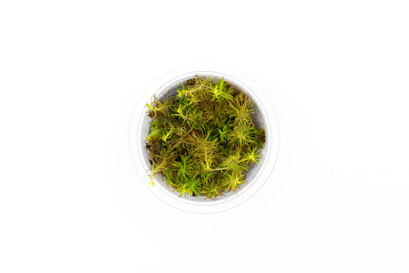 Rotala Wallichii Aquatic Farmer Tissue Culture Tissue Culture - Buce Plant