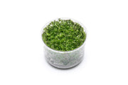 Rotala Wallichii Tissue Culture Tissue Culture - Buce Plant
