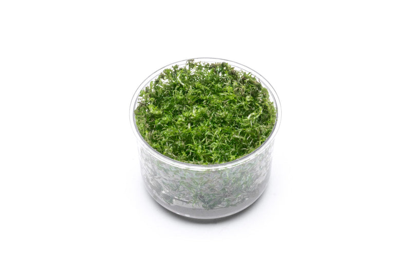 Rotala Wallichii Tissue Culture Tissue Culture - Buce Plant