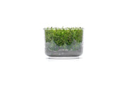 Rotala Wallichii Tissue Culture Tissue Culture - Buce Plant
