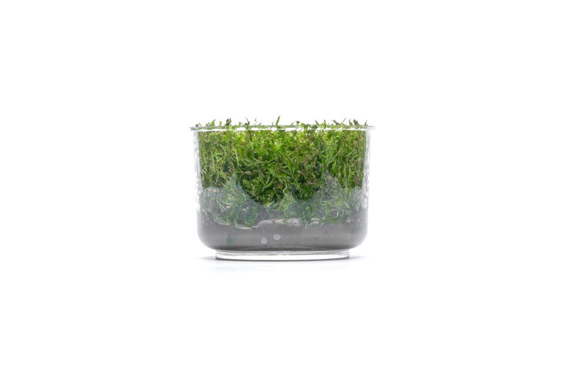 Rotala Wallichii Tissue Culture Tissue Culture - Buce Plant