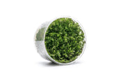 Rotala Wallichii Tissue Culture Tissue Culture - Buce Plant