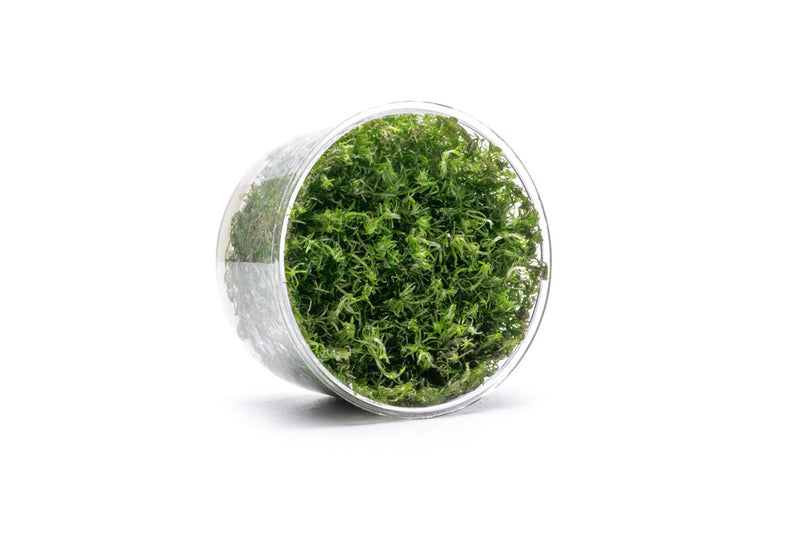 Rotala Wallichii Tissue Culture Tissue Culture - Buce Plant