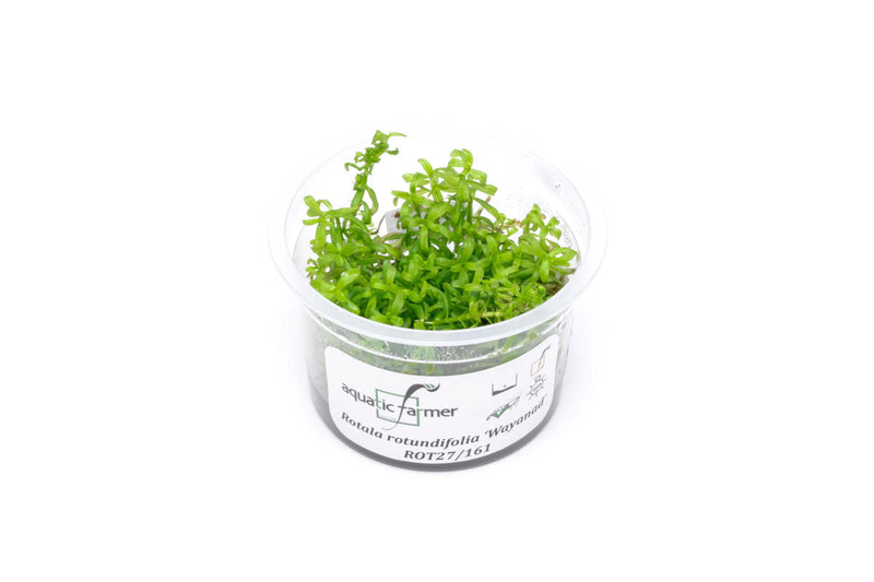 Rotala Wayanad Aquatic Farmer Tissue Culture Aquatic Plant - Buce Plant