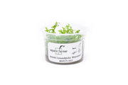 Rotala Wayanad Aquatic Farmer Tissue Culture Aquatic Plant - Buce Plant