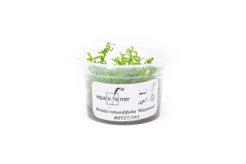 Rotala Wayanad Aquatic Farmer Tissue Culture Aquatic Plant - Buce Plant