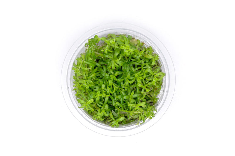 Rotala Wayanad Aquatic Farmer Tissue Culture Aquatic Plant - Buce Plant