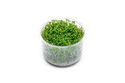 Rotala Wayanad UNS Tissue Culture Aquatic Plant - Buce Plant