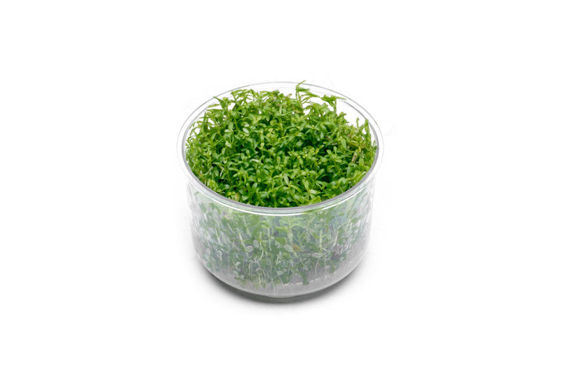 Rotala Wayanad UNS Tissue Culture Aquatic Plant - Buce Plant