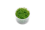 Rotala Wayanad UNS Tissue Culture Aquatic Plant - Buce Plant