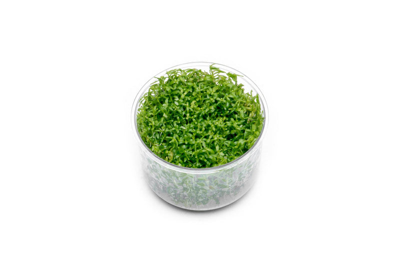 Rotala Wayanad UNS Tissue Culture Aquatic Plant - Buce Plant