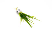 Healthy Sagittaria Pusillus aquatic plant from CPA with green, sword-shaped leaves floating in clear water.