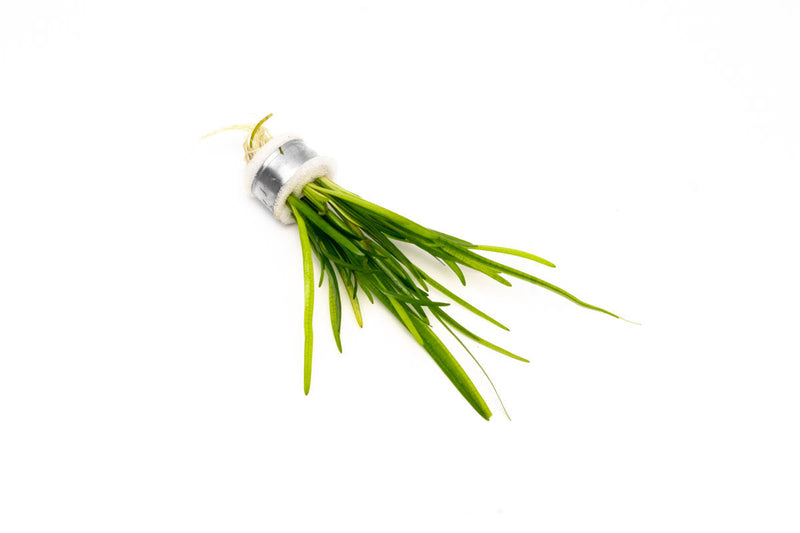 Healthy Sagittaria Pusillus aquatic plant from CPA with green, sword-shaped leaves floating in clear water.