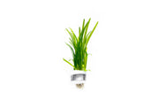 Healthy Sagittaria Pusillus aquatic plant from CPA with lush green, narrow leaves ideal for freshwater aquariums.