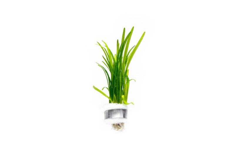 Healthy Sagittaria Pusillus aquatic plant from CPA with lush green, narrow leaves ideal for freshwater aquariums.