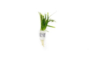 Sagittaria Subulata Aquatic Plant - Buce Plant
