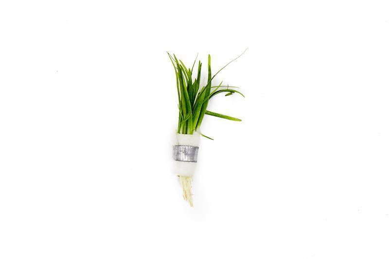 Sagittaria Subulata Aquatic Plant - Buce Plant
