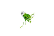 Sagittaria Subulata Aquatic Plant - Buce Plant