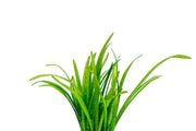 Sagittaria Subulata Aquatic Plant - Buce Plant