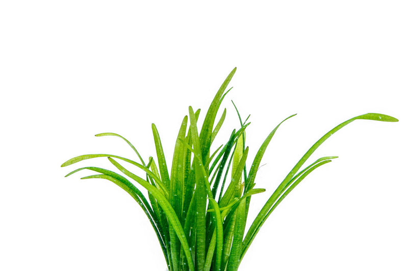 Sagittaria Subulata Aquatic Plant - Buce Plant