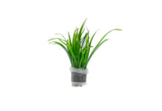 Sagittaria Subulata Aquatic Plant - Buce Plant