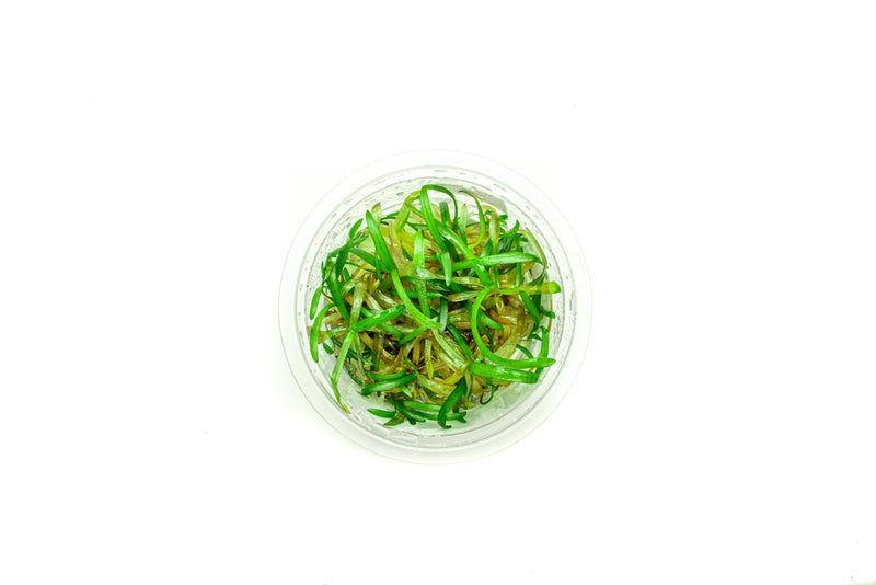 Sagittaria Subulata Aquatic Farmer Tissue Culture Aquatic Plant - Buce Plant