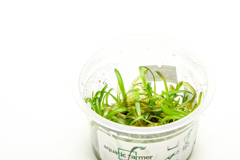 Sagittaria Subulata Aquatic Farmer Tissue Culture Aquatic Plant - Buce Plant