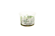 Sagittaria Subulata Aquatic Farmer Tissue Culture Aquatic Plant - Buce Plant