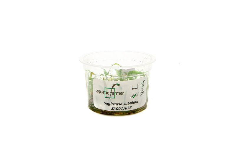 Sagittaria Subulata Aquatic Farmer Tissue Culture Aquatic Plant - Buce Plant
