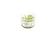 Sagittaria Subulata Aquatic Farmer Tissue Culture Aquatic Plant - Buce Plant