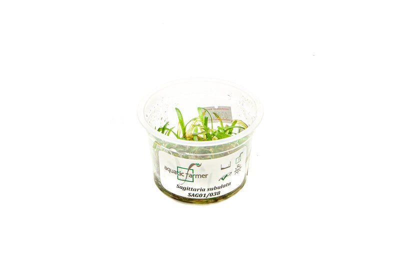 Sagittaria Subulata Aquatic Farmer Tissue Culture Aquatic Plant - Buce Plant