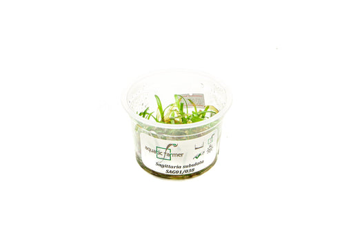 Sagittaria Subulata Aquatic Farmer Tissue Culture - BucePlant.com