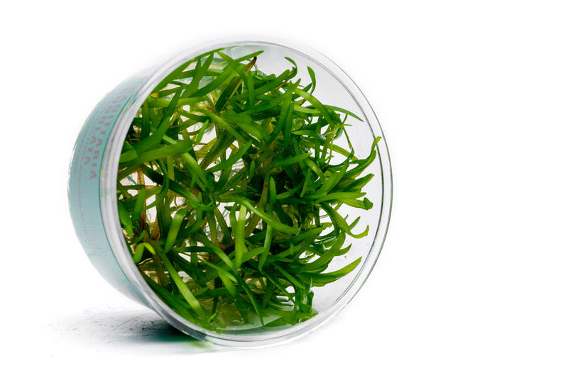 Sagittaria Subulata UNS Tissue Culture Aquatic Plant - Buce Plant