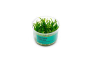 Sagittaria Subulata UNS Tissue Culture Aquatic Plant - Buce Plant