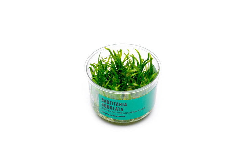 Sagittaria Subulata UNS Tissue Culture Aquatic Plant - Buce Plant