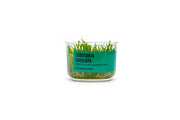 Sagittaria Subulata UNS Tissue Culture Aquatic Plant - Buce Plant