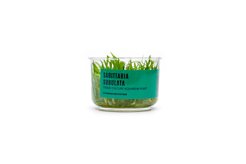 Sagittaria Subulata UNS Tissue Culture Aquatic Plant - Buce Plant