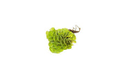 Salvinia Cucullata Aquatic Plant - Buce Plant