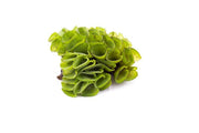 Salvinia Cucullata Aquatic Plant - Buce Plant