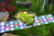 Salvinia Cucullata Aquatic Plant - Buce Plant