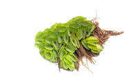 Salvinia Cucullata Aquatic Plant - Buce Plant
