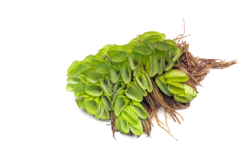 Salvinia Cucullata Aquatic Plant - Buce Plant