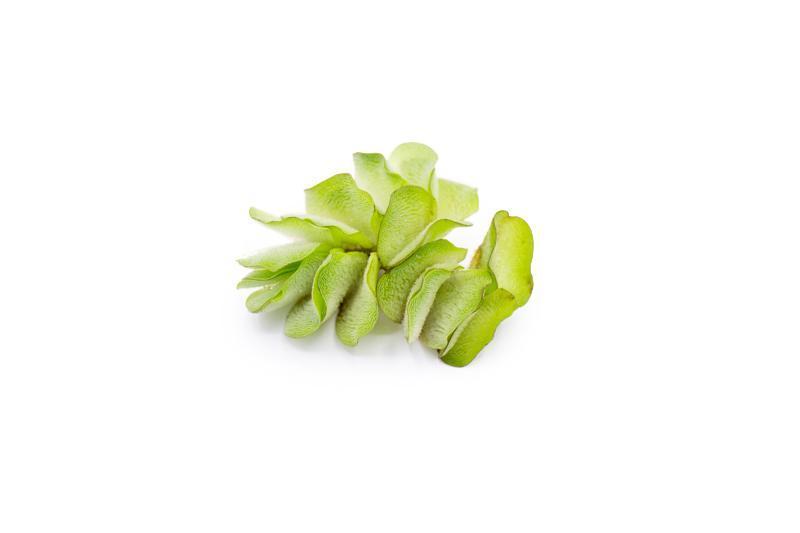 Floating fern Salvinia Natans, an aquatic plant by ACW, shown floating on water with lush green fronds.