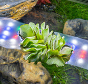 Aquatic Salvinia Natans Floating Fern plant by ACW, showing green, leafy floating aquatic plant on water surface.