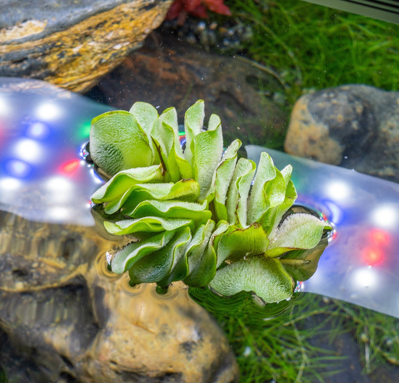 Aquatic Salvinia Natans Floating Fern plant by ACW, showing green, leafy floating aquatic plant on water surface.
