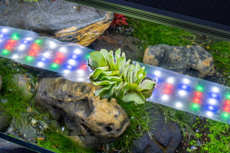 Floating fern Salvinia Natans, an aquatic plant by ACW, shown floating on water with lush green, feathery leaves.