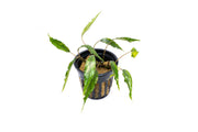 Schismatoglottis Roseospatha Aquatic Plant - Buce Plant