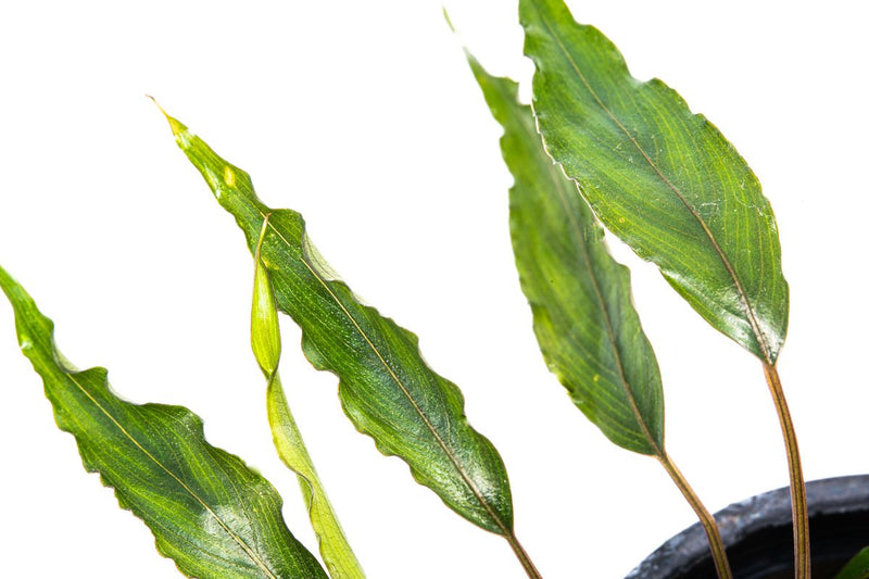 Schismatoglottis Roseospatha Aquatic Plant - Buce Plant