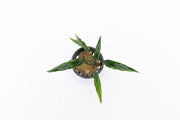 Schismatoglottis Roseospatha Aquatic Plant - Buce Plant